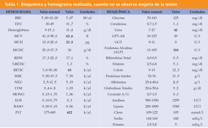 <p>Los valores en negrita están fuera del rango de referencia. RBC: recuento glóbulos rojos, HTC: Hematocrito, MCV: volumen corpuscular medio, MCH: hemoglobina corpuscular media, RDW: amplitud de distribución eritrocitaria, %RETIC: porcentaje reticulocitos, NEU: recuento neutrófilos, LYM: recuento linfocitos, MONO: recuento monocitos, EOS: recuento eosinófilos, BASO: recuento basófilos, PLT: recuento plaquetas, cociente A/G: cociente albúmina/globulina.</p>