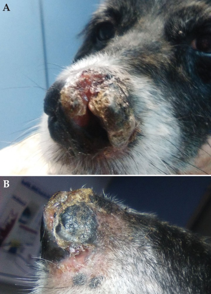 <p>Aspecto de la lesión el primer día de consulta. (<strong>A</strong>) Vista frontal. (<strong>B</strong>) Vista lateral.</p>