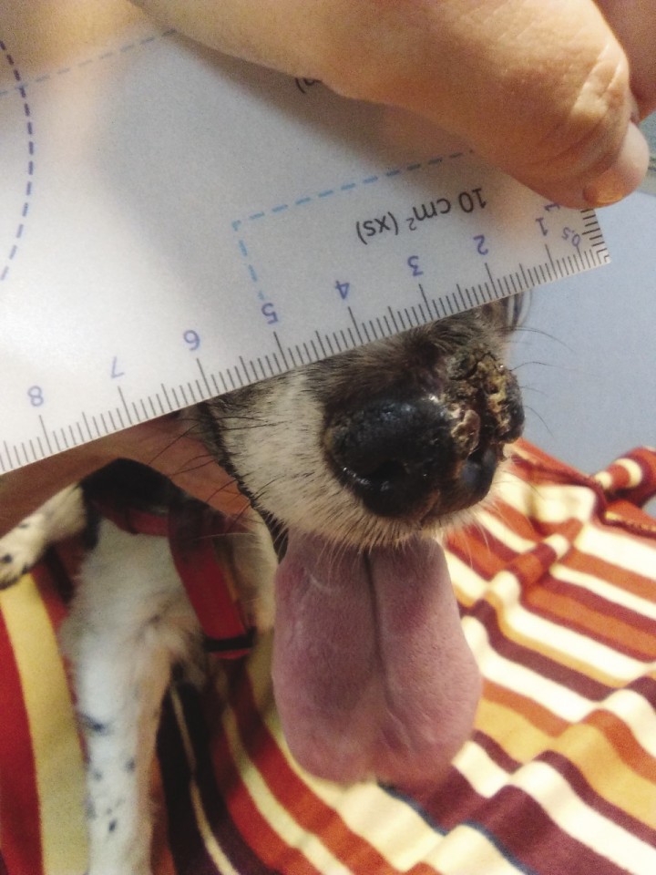 <div>
<div class=\"Basic-Text-Frame\">
<p>Medición del área de tratamiento; además de la zona lesionada se mide un centímetro de tejido sano alrededor de la lesión.</p>
</div>
</div>