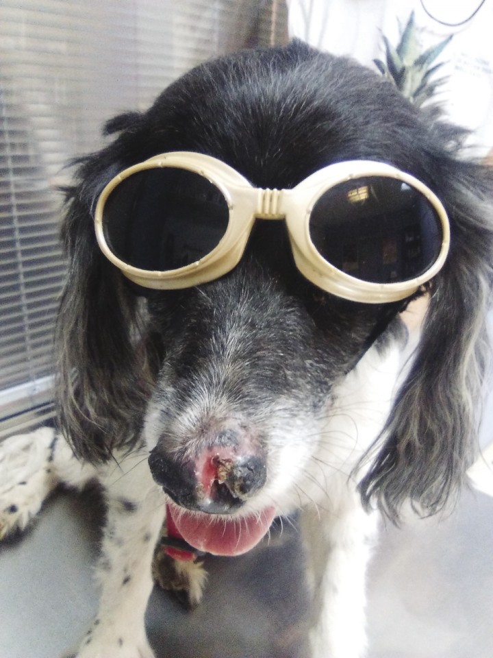 <p>Imagen de la lesión 28 días después de iniciar el tratamiento. Es importante proteger la vista, tanto de las personas que se encuentran en consulta como de los pacientes tratados con láser.</p>