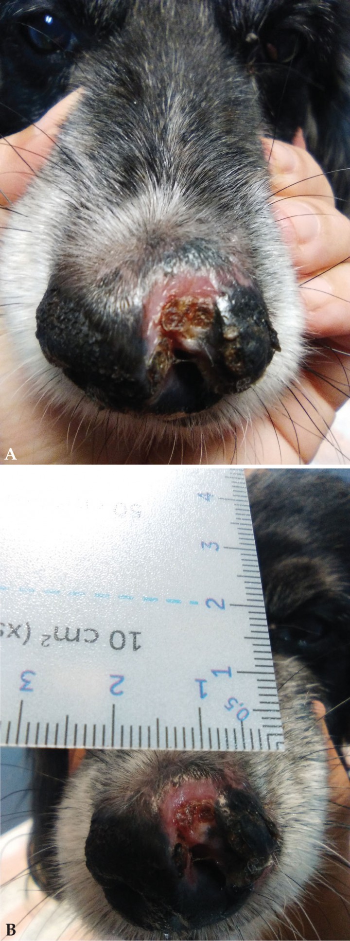 <p>(<strong>A</strong>) Imagen de la lesión 32 días después de iniciar el tratamiento. (<strong>B</strong>) Medición del área lesionada 32 días después de iniciar el tratamiento.</p>