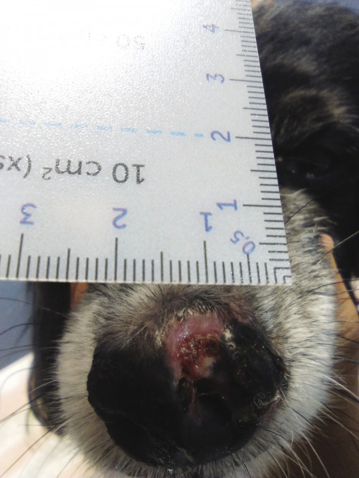 <p>Imagen de la lesión 39 días después de iniciar el tratamiento. En función de la evolución de la lesión, se realizan nuevas mediciones para recalcular los julios totales.</p>