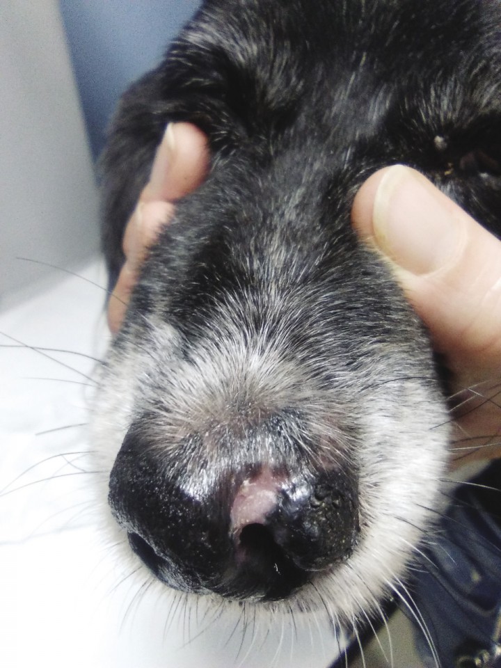 <p>Imagen de la lesión 63 días después de iniciar el tratamiento.</p>