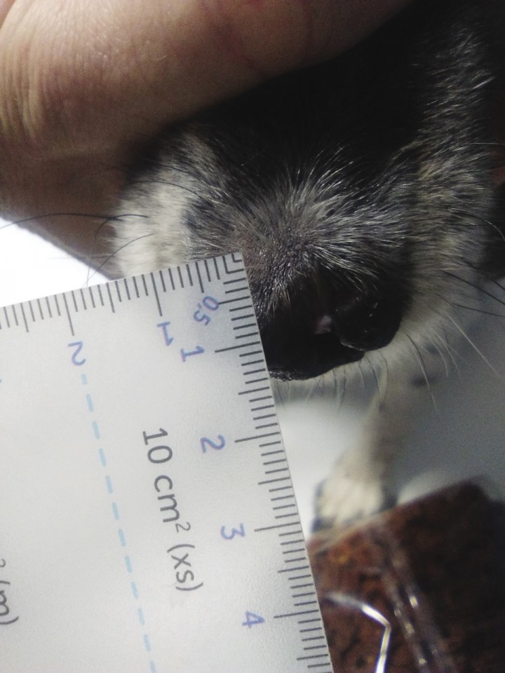 <p>Imagen de la lesión 98 días después de iniciar el tratamiento.</p>