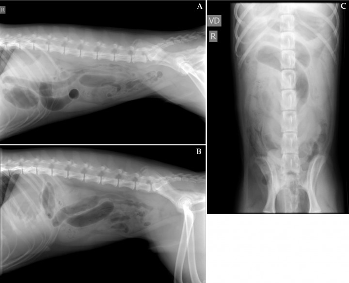 <p>Radiografías de abdomen. (<strong>A</strong>) Lateral derecha. (<strong>B</strong>) Lateral izquierda. (<strong>C</strong>) Ventrodorsal.</p>
