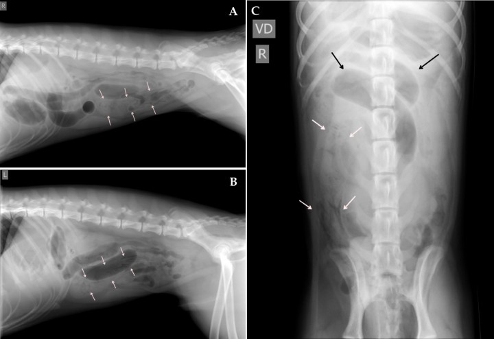 <p>Mismas radiografías que la Figura 1. Se observan varias asas de intestino delgado dilatadas y apiladas localizadas en abdomen craneal y medio, con contenido de opacidad gas y tejido blando en su interior (flechas negras). En abdomen medio-caudal (<strong>A</strong> y <strong>B</strong>) y en el lado derecho (<strong>C</strong>), se visualiza otra asa dilatada con un ratio de diámetro del asa respecto a altura del cuerpo de la vértebra L5 de 2,8, con un contenido de opacidad tejido blando y presencia de gas dispuesto en un patrón de líneas radiolúcidas y moteado (flechas blancas).</p>