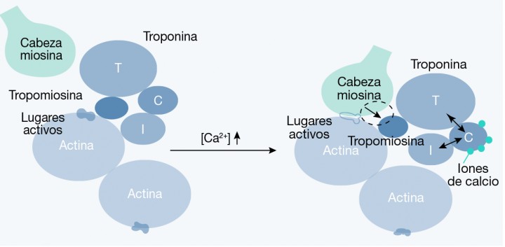 <p>Representación esquemática del acoplamiento de los componentes del sistema troponina-tropomiosina-actina. Adaptado de Ecker, R (2004)</p>