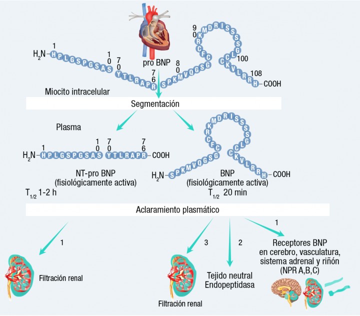 <p>Metabolismo de los péptidos natriuréticos. Adaptado de Omland, T (2008)</p>