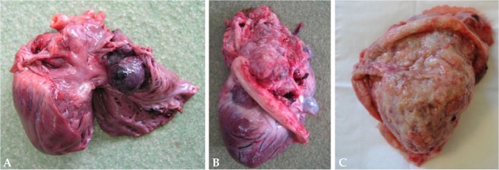 <p>Imágenes macroscópicas de tumores cardiacos <em>post mortem</em>. (<strong>A</strong>) Hemangiosarcoma. (<strong>B</strong>) Quemodectoma. (<strong>C</strong>) Mesotelioma.</p>
