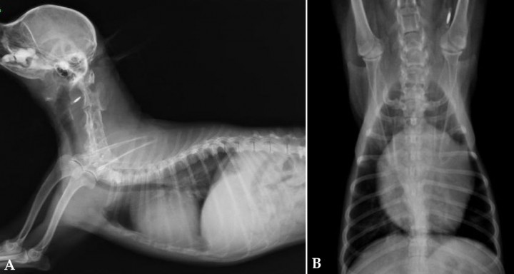 <p>Radiografías de la cavidad torácica de un paciente con un tumor en la aurícula izquierda. (<strong>A</strong>) Lateral. (<strong>B</strong>) Ventrodorsal.</p>