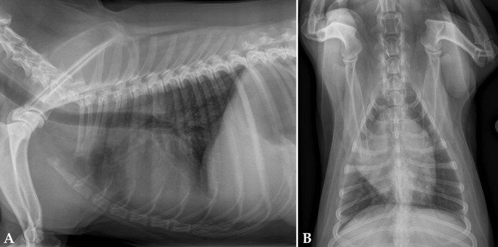 <p>Radiografías de la cavidad torácica de un paciente con un tumor en la aurícula derecha. (<strong>A</strong>) Lateral. (<strong>B</strong>) Ventrodorsal.</p>
