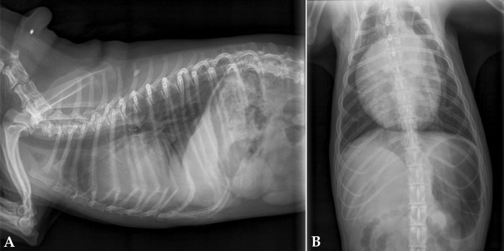 <p>Radiografías de la cavidad torácica de un paciente con derrame pericárdico. (<strong>A</strong>) Lateral. (<strong>B</strong>) Ventrodorsal.</p>
