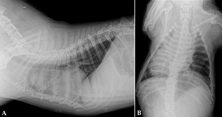 <div class=\"Basic-Text-Frame\">
<p>Radiografías de la cavidad torácica de un paciente con tumor de base cardiaca. (<strong>A</strong>) Lateral. (<strong>B</strong>) Ventrodorsal.</p>
</div>