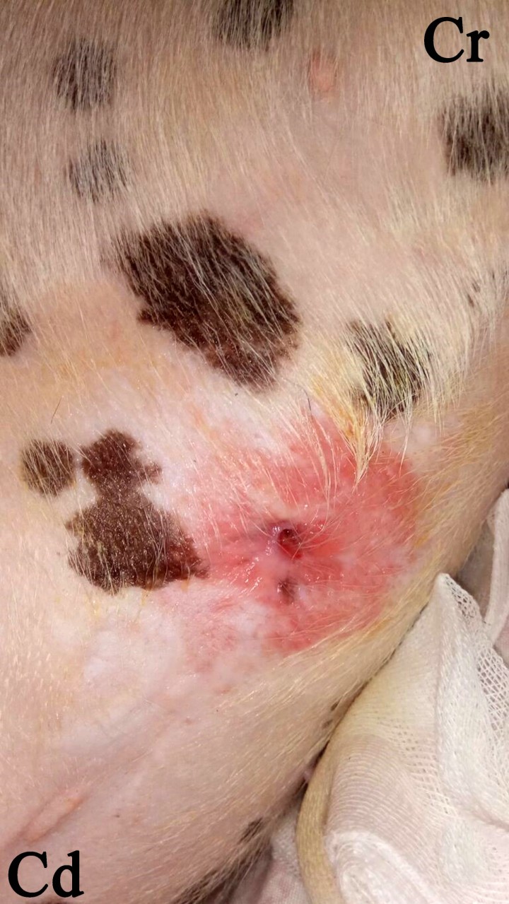 <p>Aspecto de la fístula del Caso 1, localizada en la zona caudal a la apófisis xifoides y lateralizada ligeramente hacia la derecha con una supuración continua. Cr: Craneal. Cd: Caudal.</p>