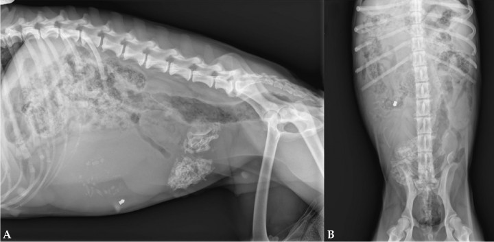 <p>Radiografías del abdomen. (<strong>A</strong>) Proyección laterolateral derecha. (<strong>B</strong>) Proyección ventrodorsal.</p>