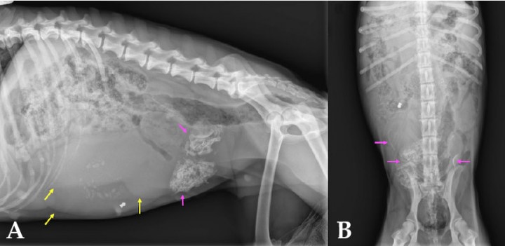 <div>
<div class=\"Basic-Text-Frame\">
<p>Mismas radiografías de la Figura 1. Se observan masas de morfología tubular y opacidad tejido blando que generan efecto masa (flechas amarillas), así como estructuras de opacidad hueso (flechas rosas) en su interior.</p>
</div>
</div>