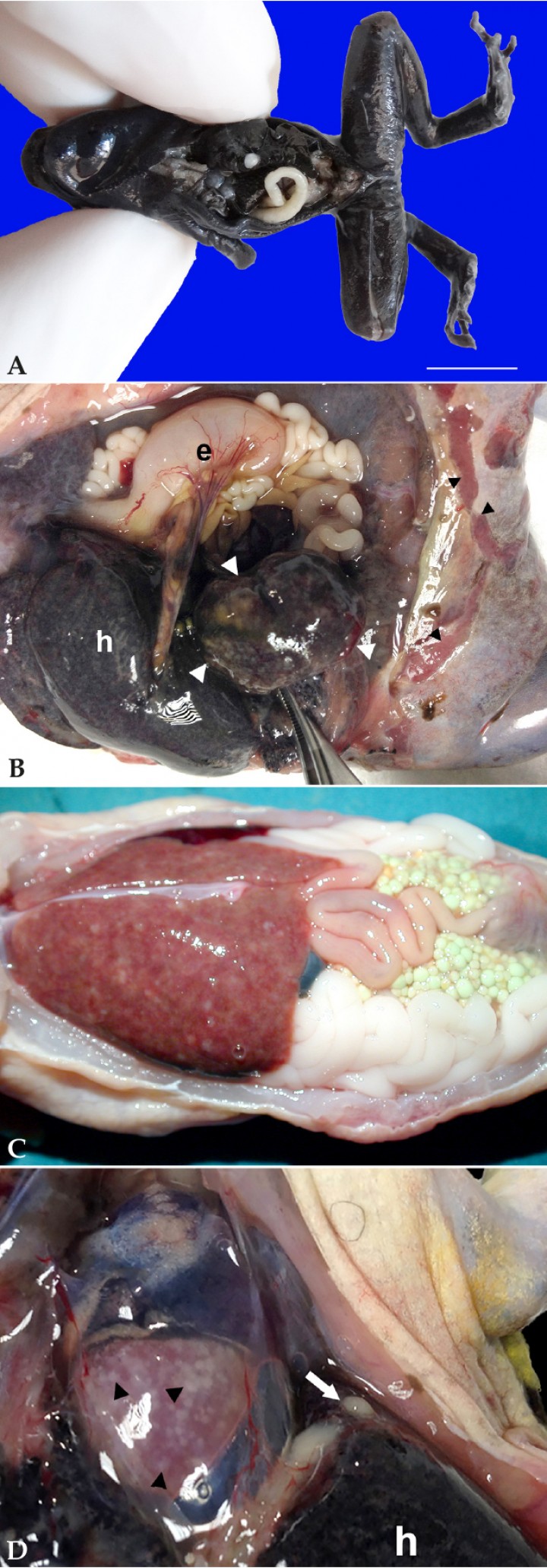 <p>(<strong>A</strong>) Rana flecha azul (<em>Dendrobates azureus</em>). Sobre la superficie del hígado se aprecia un nódulo (granuloma micobacteriano) blanquecino. Barra: 1 cm. (<strong>B</strong>) Cavidad celómica; rana toro (<em>Lithobates catesbeianus</em>). El bazo está marcadamente aumentado de tamaño (cabezas de flecha blancas) y contiene focos blanquecinos. La piel en la región inguinal muestra focos alargados de ulceración (cabezas de flecha negras); e: estómago, h: hígado. (<strong>C</strong>) Cavidad celómica; axolote (<em>Ambystoma mexicanum</em>). El hígado contiene numerosos focos blanquecinos. (<strong>D</strong>) Cavidad celómica; rana toro (<em>Lithobates catesbeianus</em>). El epicardio muestra numerosos focos blanquecinos (cabezas de flecha) correspondientes a pericarditis por micobacteriosis, y en la serosa celómica visceral se distingue un nódulo blanquecino (flecha blanca) correspondiente a cestodos enquistados; h: hígado.</p>