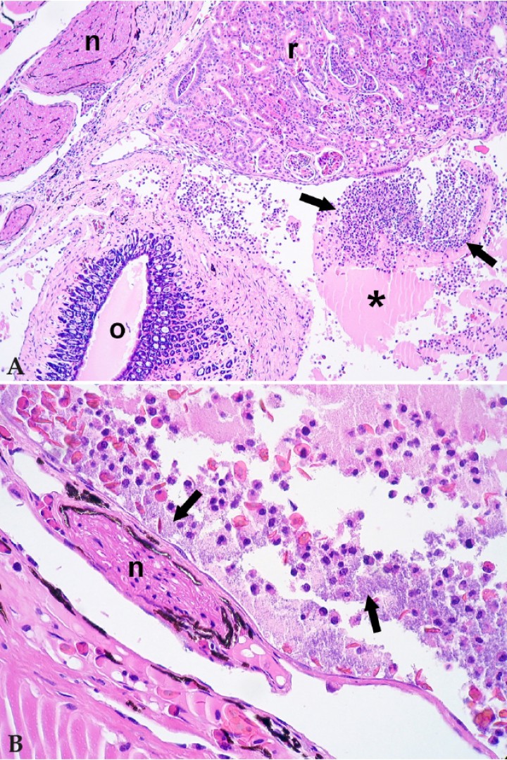 <p>(<strong>A</strong>) Cavidad celómica; rana dardo verdinegra (<em>Dendrobates auratus</em>). La cavidad celómica contiene exudado con material proteico (asterisco) y células inflamatorias (flechas); n: nervio, r: riñón, o: oviducto. Hematoxilina-eosina, x100. (<strong>B</strong>) Cavidad celómica; rana dardo verdinegra (<em>Dendrobates auratus</em>). Detalle del exudado de la cavidad celómica, con granulocitos, eritrocitos, material proteináceo y bacterias (flechas); n: nervio. Hematoxilina-eosina, x400.</p>