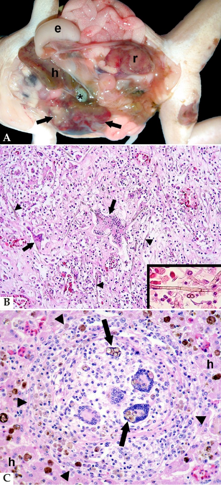 <p>(<strong>A</strong>) Cavidad celómica; rana arborícola de White (<em>Litoria coeruleoalba</em>). Se observan zonas blanquecinas y rojizas en el lóbulo derecho del hígado (flechas) y riñón izquierdo (r), el cual está incrementado de tamaño; e: estómago, h: lóbulo izquierdo del hígado, *: vesícula biliar. (<strong>B</strong>) Corazón; rana arborícola de White (<em>Litoria coeruleoalba</em>). El miocardio está completamente remplazado por inflamación granulomatosa con células gigantes multinucleadas (flechas) y fibrosis; dispersas en esta lesión se distinguen numerosas hifas fúngicas no ramificadas (cabezas de flecha). Hematoxilina-eosina, x240. Recuadro: A mayor aumento, se puede constatar que las hifas están septadas y son de color marrón. Hematoxilina-eosina, x100. (<strong>C</strong>) Hígado; sapo buey (<em>Rhinella schneideri</em>). Granuloma hepático (cabezas de flecha) con células gigantes multinucleadas que contienen cuerpos escleróticos de hongos de color marrón fagocitados en su citoplasma (flechas); h: hepatocitos perilesionales. Hematoxilina-eosina, x400.</p>