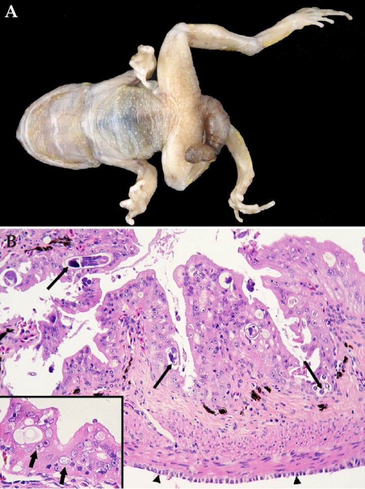 <p>(<strong>A</strong>) Sapito balear fijado en formol (<em>Alytes muletensis</em>). Se aprecia un prolapso proctocloacal grave. (<strong>B</strong>) Recto; sapito balear (<em>Alytes muletensis</em>). Se observa hiperplasia del epitelio de la mucosa, con presencia de numerosos nematodos en su interior (flechas largas). El mesotelio (cabezas de flecha) está hipertrófico. Hematoxilina-eosina, x240. Recuadro: algunos enterocitos muestran atipia caracterizada por pérdida de polaridad nuclear, así como hipertrofia nuclear y nucleolar con aumento de la relación núcleo:citoplasma (flechas cortas). Hematoxilina-eosina, x480.</p>