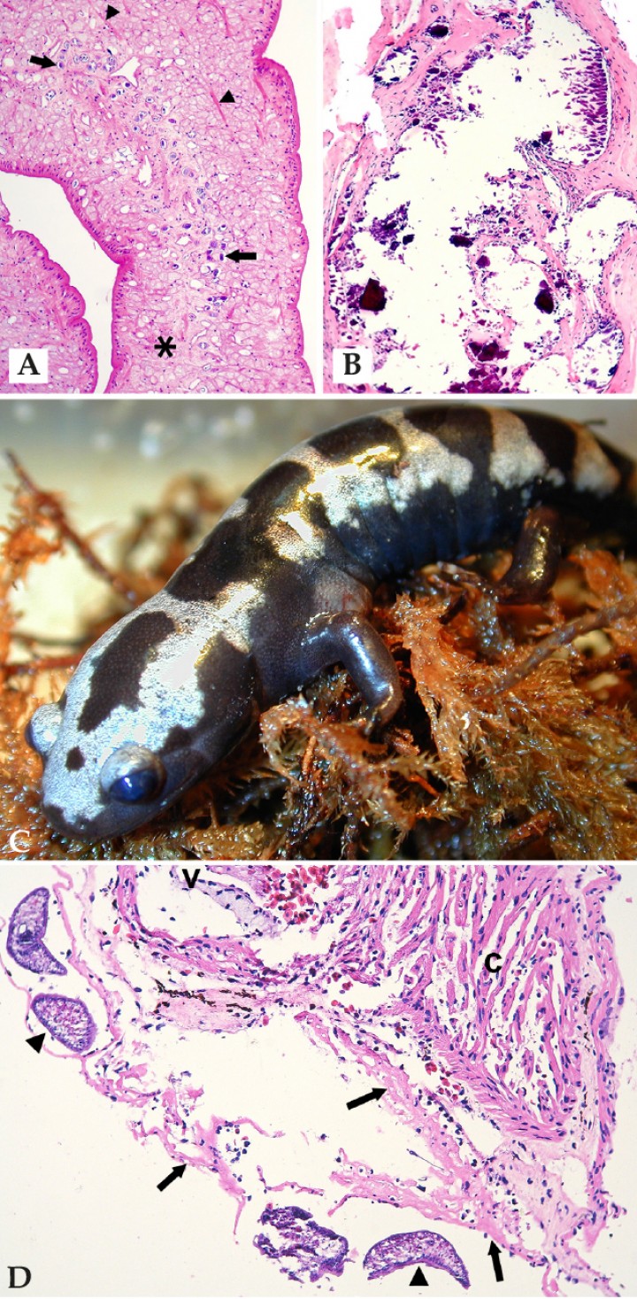 <p>(<strong>A</strong>) Biopsia de nódulo subcutáneo; rana toro (<em>Litoria infrarenata</em>). Parásito en nódulo subcutáneo, sin cavidad corporal ni tubo digestivo, sino un parénquima laxo (asterisco) en el cual están dispersos numerosos corpúsculos calcáreos (flechas) y fibras musculares (cabezas de flecha); dicho parásito está recubierto por un tegumento eosinófilo. Hematoxilina-eosina, x100. (<strong>B</strong>) Mismo caso que Fig. 9A. Foco de calcinosis circunscripta (depósitos de mineral rodeados por una cápsula fibrosa) asociado al cestodo en el mismo tejido de biopsia de un nódulo subcutáneo. Hematoxilina-eosina, x100. (<strong>C</strong>) Salamandra jaspeada (<em>Ambystoma opacum</em>). Se observa una masa en la zona axilar. (D) Corazón; salamandra jaspeada (<em>Ambystoma opacum</em>) de la Fig. 9C. El pericardio contiene depósitos de fibrina (flechas) con 4 trematodos intralesionales (cabezas de flecha). C: corazón, v: válvula cardiaca. Hematoxilina-eosina, x200.</p>