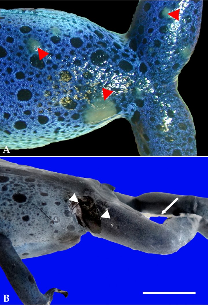 <p>(<strong>A</strong>) Piel; rana flecha azul (<em>Dendrobates azureus</em>). Se aprecian placas circulares blanquecinas elevadas en la piel (cabezas de flecha). (<strong>B</strong>) Piel; rana flecha azul (<em>Dendrobates azureus</em>). La zona inguinal caudal y muslo contienen una amplia zona de ulceración (cabezas de flecha); sobre la misma extremidad se distingue una membrana blanquecina adherida multifocalmente a la piel (flecha). Barra: 1 cm.</p>