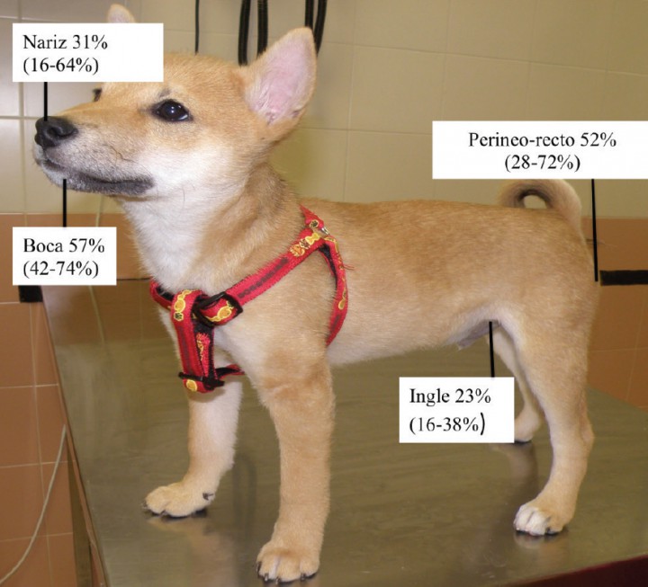 <p>Porcentaje de colonización de <em>Staphylococcus pseudintermedius</em> en las diferentes partes del cuerpo del perro (Datos obtenidos de: Bannoehr J, Guardabassi L. <em>Staphylococcus pseudintermedius</em> in the dog: taxonomy, diagnostics, ecology, epidemiology and pathogenicity. <em>Vet Dermatol</em> 2012; 23(4):253–66, e51–2).</p>