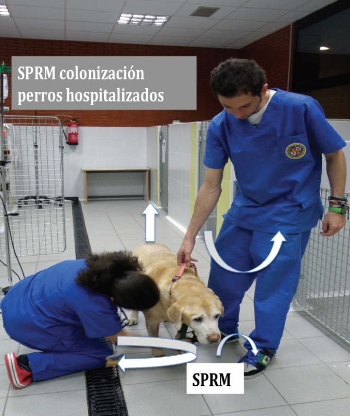 <p>Colonización por SPRM en animales hospitalizados. Los perros que permanecen hospitalizados y/o han recibido antibióticos tienen más riesgo de padecer colonizaciones o infecciones por SPRM. A su vez, pueden contaminar a los profesionales veterinarios, a los enseres y al ambiente.</p>