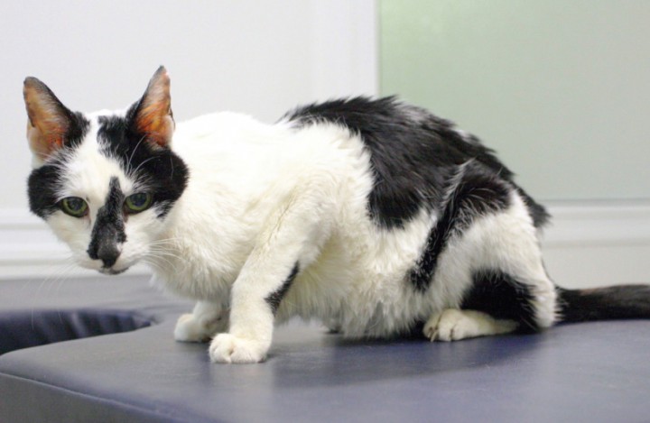 <p>Imagen de un gato con caquexia.</p>