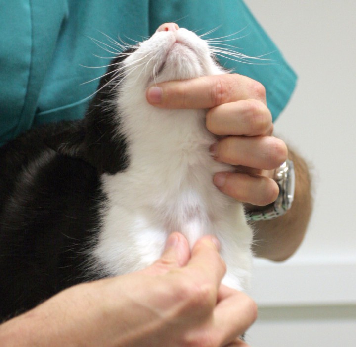 <p>Imagen de un veterinario realizando una palpación de tiroides.</p>