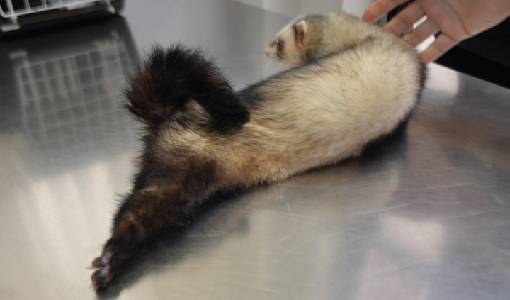 <p>Hurón mostrando debilidad del tercio posterior.</p>