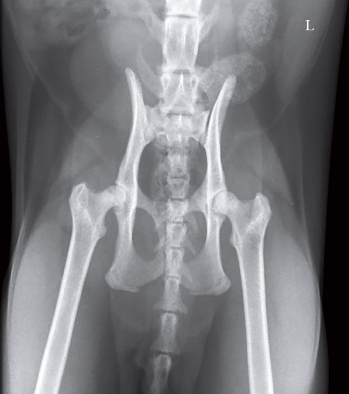 <p>Proyección ventrodorsal con los miembros en extensión de un gato Siamés, de 6 kg de peso y dos años de edad, macho, castrado que se presenta con un cuadro de debilidad de las extremidades posteriores y reacio a saltar desde hacía unas semanas.</p>