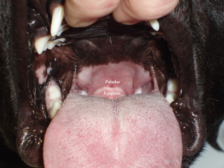 <p>Paladar elongado.</p>