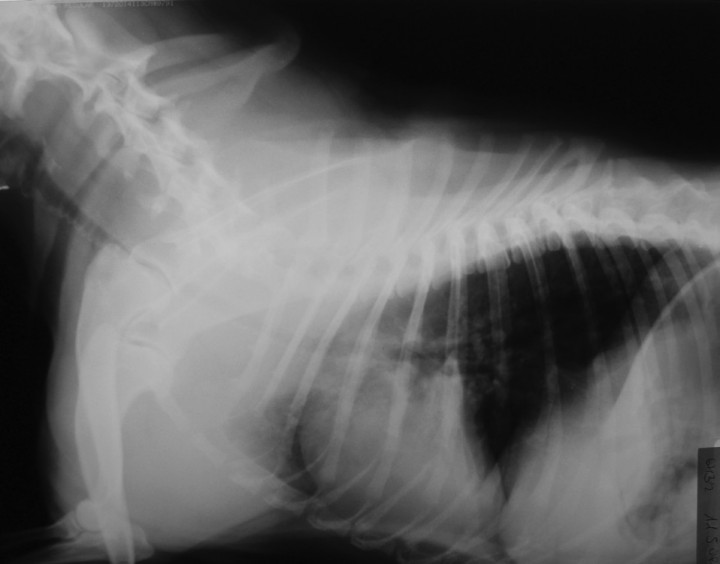 <p>Radiografía lateral del cuello y tórax. Se observa una hipoplasia de tráquea.</p>