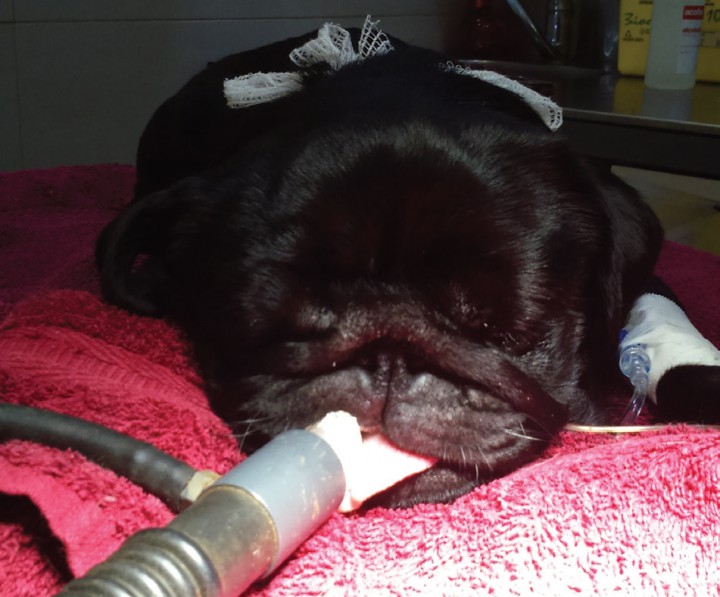 <p>Recuperación (fase inicial pre-extubación).</p>