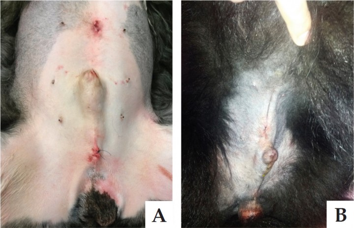 <p>A) Aspecto postoperatorio inmediato. B) Evaluación a las 24 horas.</p>