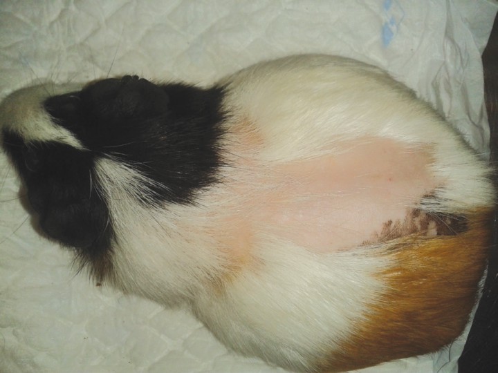 <p>Alopecia en dorso (caso1).</p>