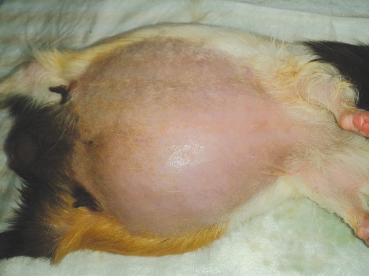 <p>Dilatación abdominal (caso 1).</p>