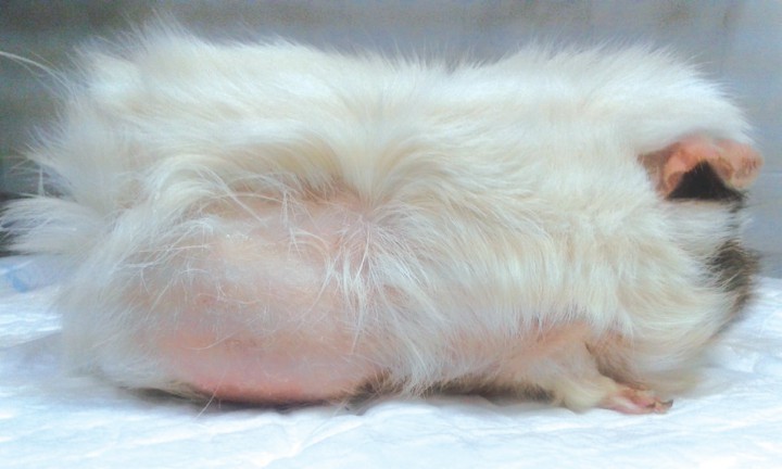 <p>Alopecia bilateral de flancos (caso 2).</p>