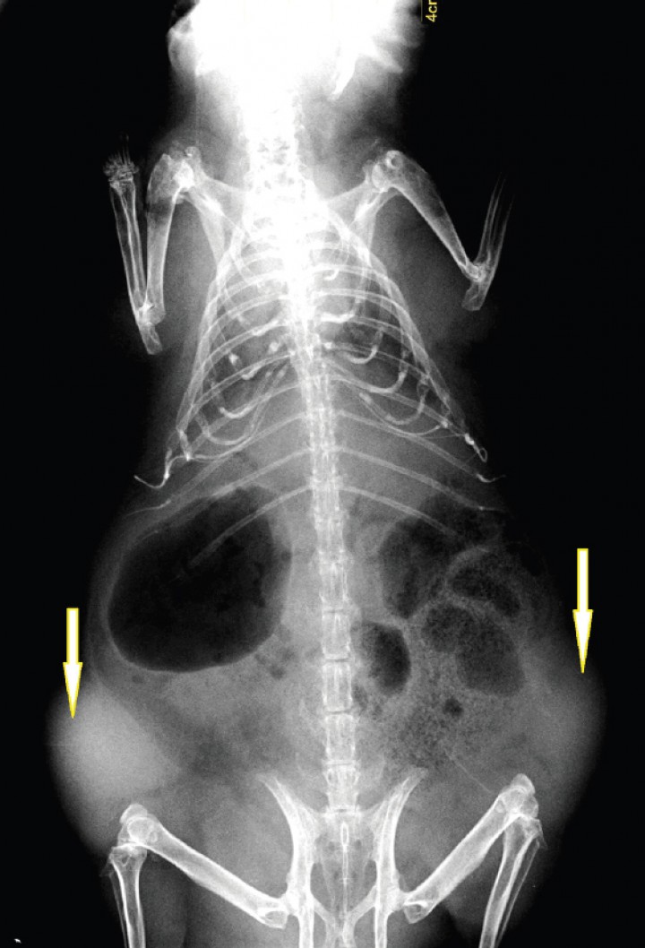<p>Proyección ventrodorsal del caso nº 2. Se observan dos masas de opacidad tejido blando (flechas) localizadas en el subcutáneo.</p>