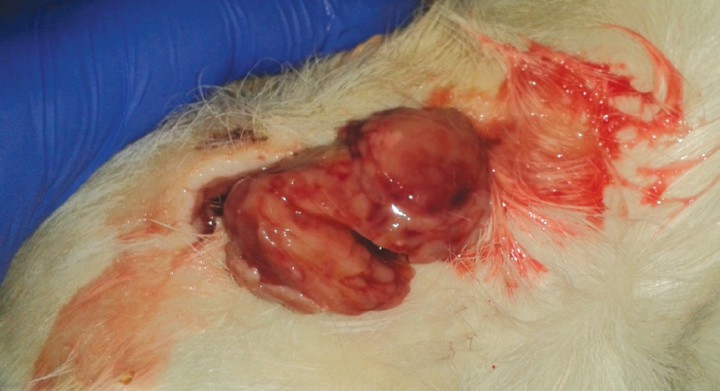 <p>Masa extraída para histopatología (caso 2).</p>