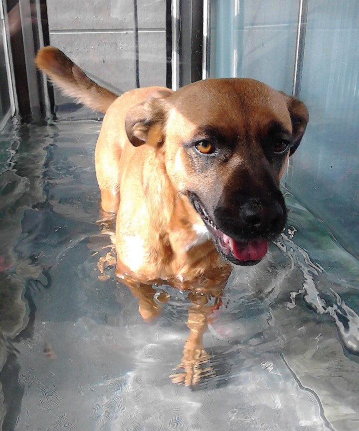 <p>Paciente trabajando en la cinta subacuática.</p>