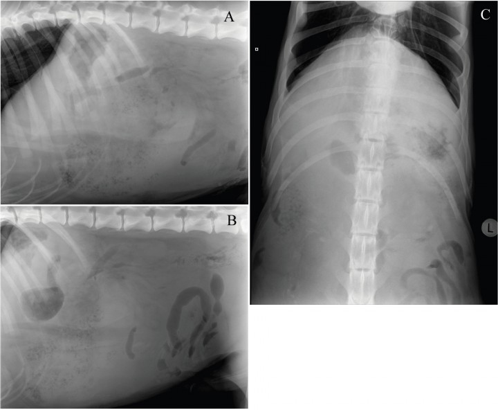 <div>
<p>Proyección lateral derecha de la zona craneal (A) y caudal (B) y ventrodorsal (C) del abdomen de un perro que se presenta con anorexia, letargia y taquipnea de 3 días de evolución.</p>
</div>