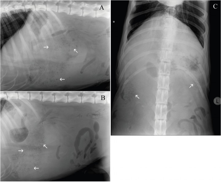 <p>Mismas imágenes que la Fig 1. Se observa pérdida de visualización de serosas y una masa localizada en el abdomen craneoventral (A y B), tanto en el lado derecho como izquierdo (C), con bordes mal definidos, de opacidad tejido blando conteniendo en su interior múltiples focos radiotransparentes irregulares de pequeño tamaño (flechas) desplazando las asas intestinales caudalmente.</p>