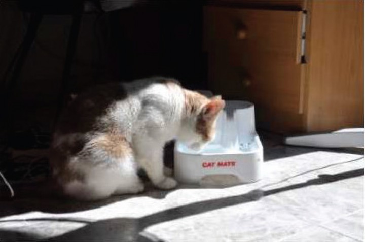 <p>Gato bebiendo agua de una fuente.</p>