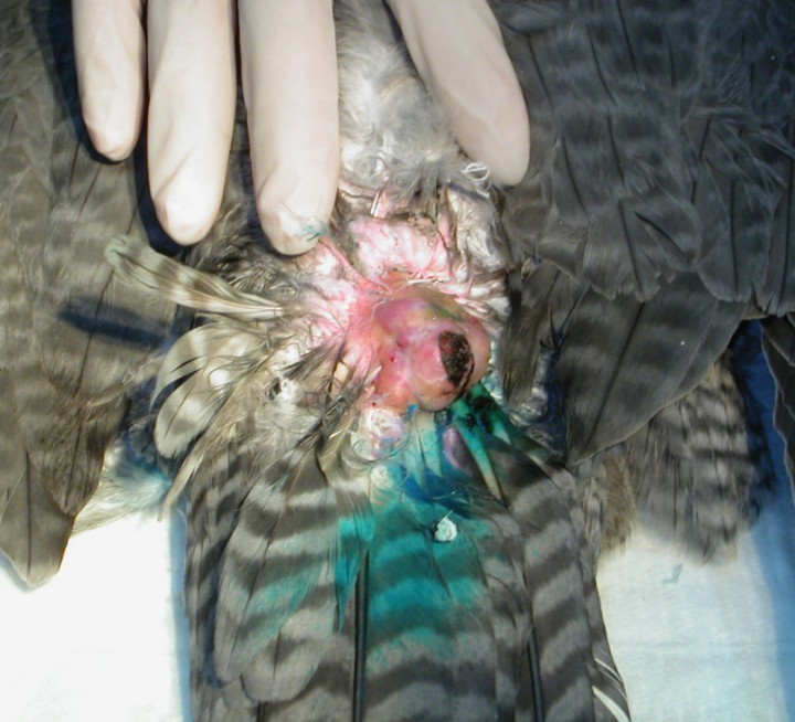 <p>En la zona dorsal, correspondiendo con la base de la cola, se puede apreciar una masa de 3x2x1 cm, de aspecto lobular que protruye sobre la superficie, de consistencia dura y sin plumas.</p>