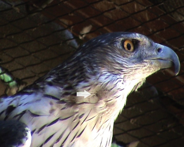 <p>Se puede apreciar la localización subcutánea de la masa, de 2 cm de diámetro aproximadamente, en ventral de la zona mandibular posterior y de aspecto esférico.</p>