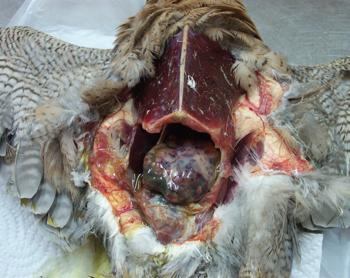 <p>Cambios neoplásicos del lóbulo hepático izquierdo. Existe un aumento de tamaño muy marcado con respecto al lóbulo contralateral, así como una pérdida de estructura compatible con tejido hepático sano.</p>