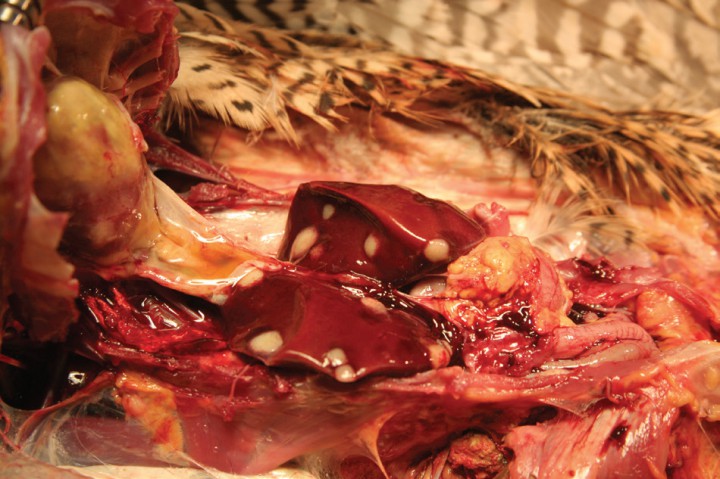 <p>Ambos lóbulos hepáticos presentan formaciones nodulares ligeramente redondeadas, de color amarillento y aspecto circular que protruyen levemente sobre la superficie del parénquima, variando entre los 30 a 50 mm de diámetro.</p>