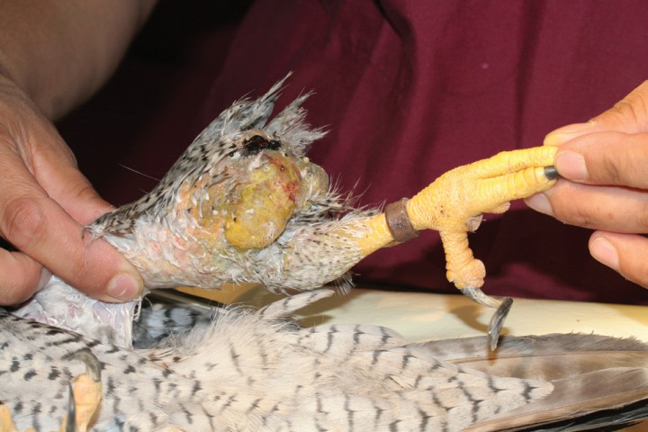 <p>En la imagen se aprecia una masa localizada en la zona del tibiotarso, con un tinte amarillo verdoso, cuya característica a la palpación recuerda un acumulo graso.</p>